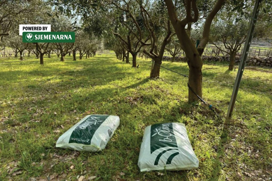 Masline u proljeće: ne zaboravite nahraniti stabla za bolji urod