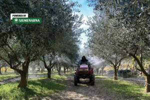 Nakon rezidbe masline su najosjetljivije, zaštite ih na vrijeme