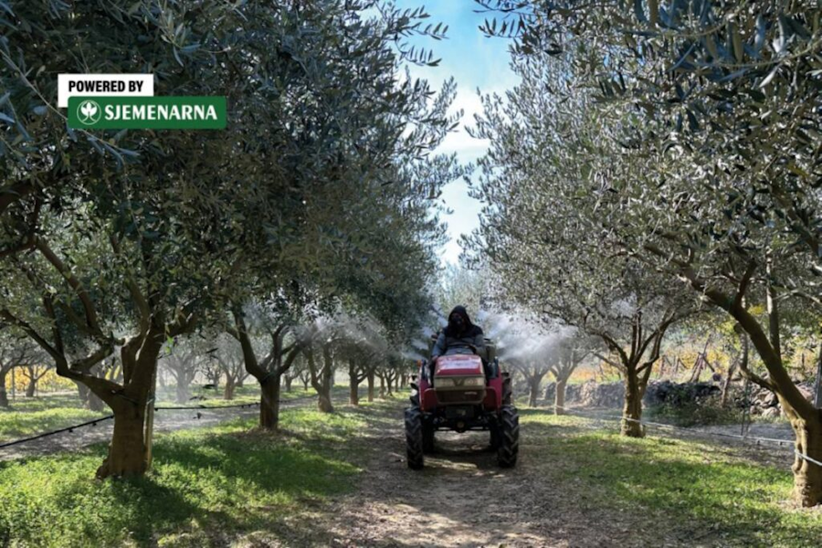 Nakon rezidbe masline su najosjetljivije, zaštite ih na vrijeme