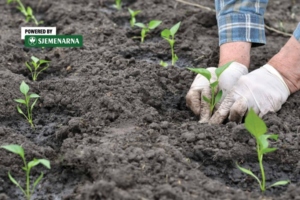Rani urod povrća počinje u plasteniku i s provjerenim presadnicama