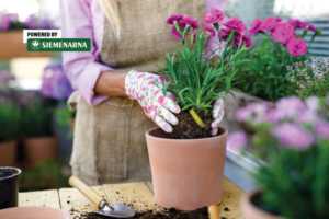 Cvijeće koje će ovog proljeća uljepšati dvorište i balkon
