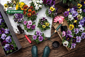 Proljeće koje se vidi u svakom cvijetu: od maćuhica do begonija