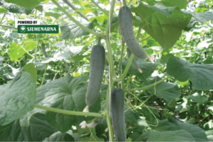 Kalemljene presadnice krastavca – hit kod hobista i profesionalaca