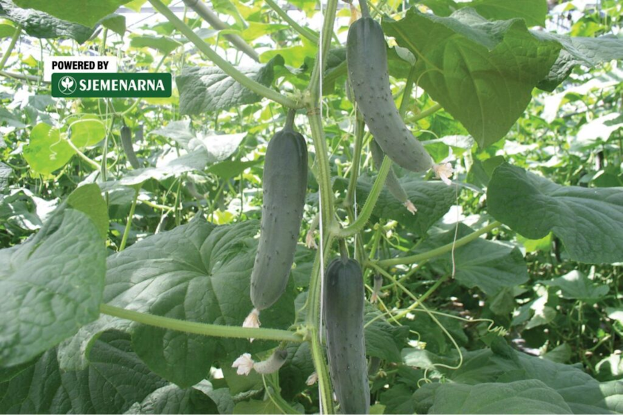 Kalemljene presadnice krastavca – hit kod hobista i profesionalaca