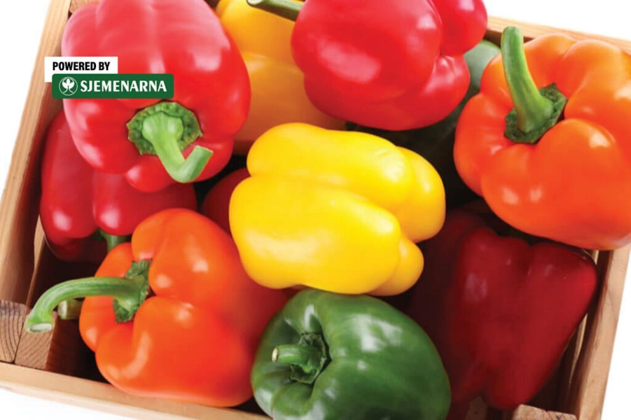 Novi tip paprike koji je osvojio Europu