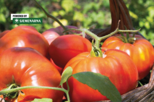 Jedna presadnica veći urod: zašto odabrati kalemljenu rajčicu