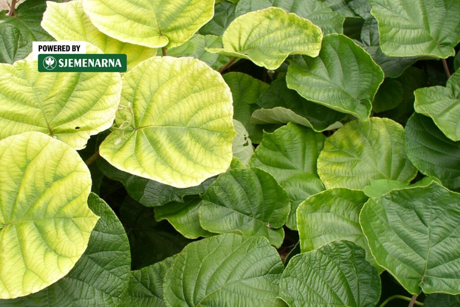 Zašto lišće žuti i kako vratiti zdravu zelenu boju